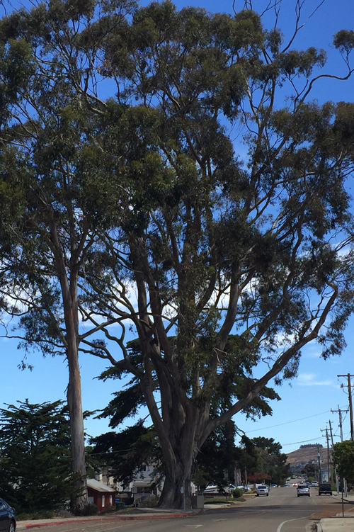 riley-grandpa-tree-crop-500